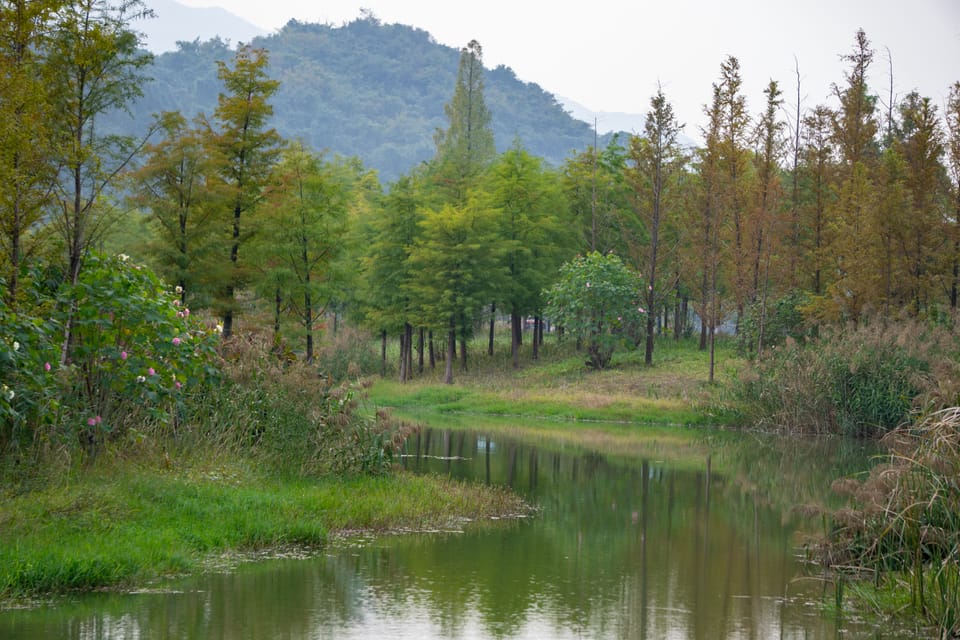 湿地溪流两岸的水杉林与远山倒映在水面