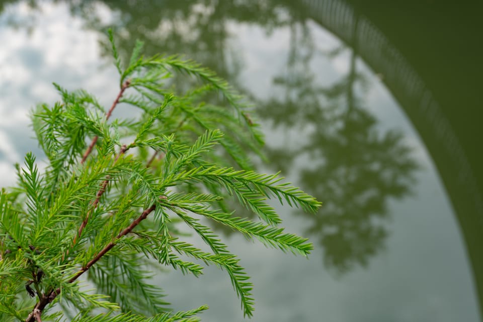 嫩绿的水杉枝叶特写，背景是虚化的水面与桥拱倒影