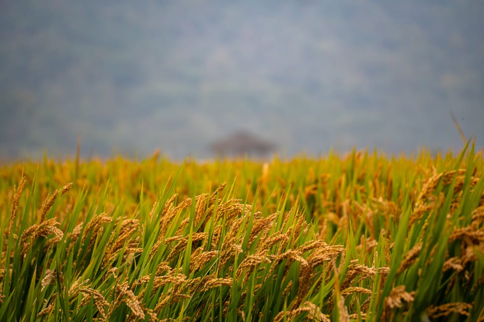 金黄稻穗特写，背景是虚化的远山与一座凉亭