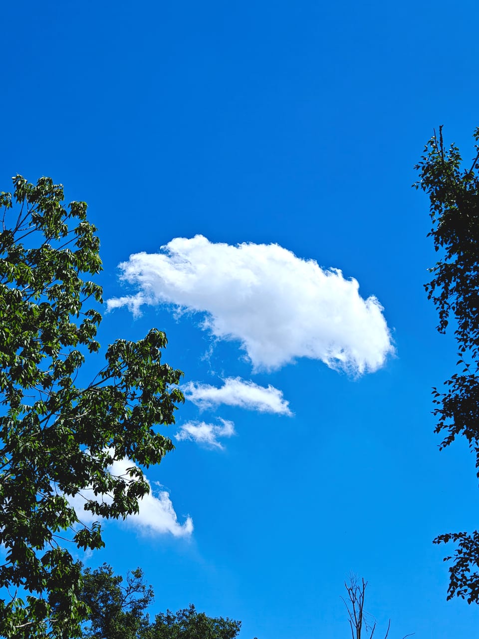 湛蓝天空中一朵大片白云，画面两侧由深绿树枝树叶框住
